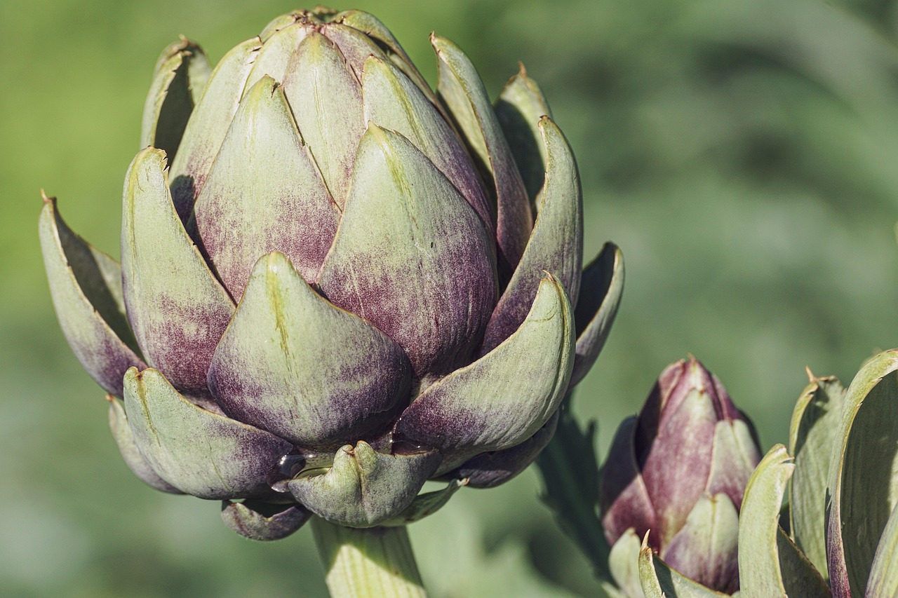 Salade met vers geplukte eetbare bloemen.