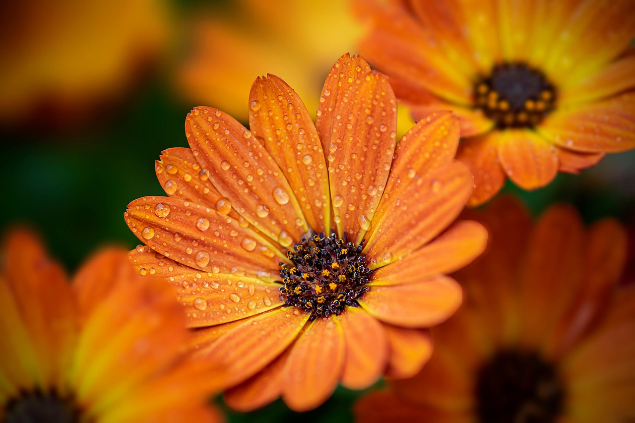 Handen oogsten verse kruiden uit voedzame tuin. Handen oogsten verse kruiden uit voedzame tuin.